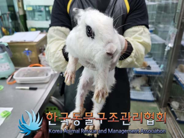 종료(자연사) 토끼…